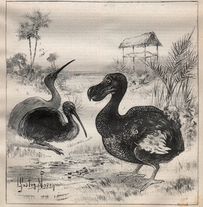 Linnut, jotka katoavat: dodo (tai dronte) ja apteryx (tai kiivi kiivi) - Kaiverrus "" La Science francaise"" tekijältä Unknown artist