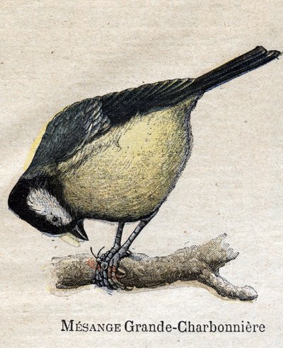 Maataloudessa hyödylliset linnut: Big Chickadee - hiili tekijältä Unknown artist