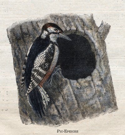 Maataloudessa hyödylliset linnut: Tikka tekijältä Unknown artist