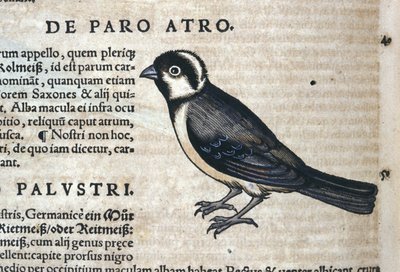 Musta lintu Historia Animaliumissa, kirjoittanut Conrad Gesner (1516 - 1565), Tiguri tekijältä Unknown artist