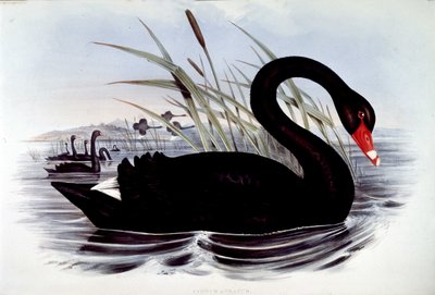Musta joutsen (cygnus atratus) - J. Gouldin Australian linnuista, 1800-luvun alku. tekijältä Unknown artist