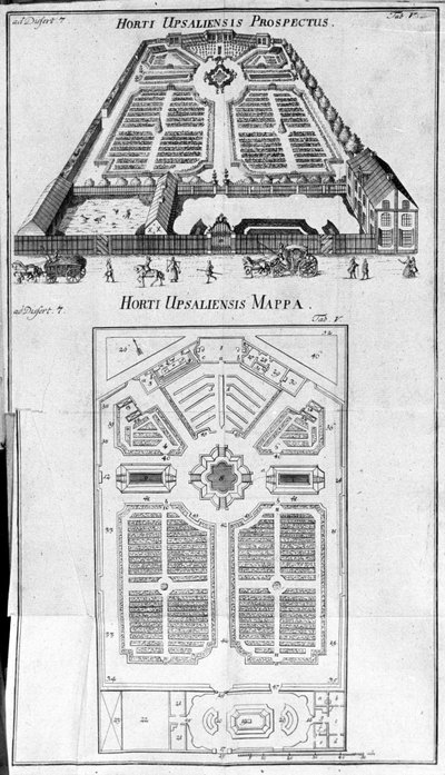 Kasvitieteellinen puutarha - HORTI UPSALIENSIS tulevaisuus ja suunnitelma. tekijältä Unknown artist