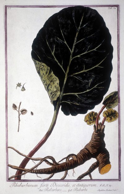 Kasvitieteellinen lauta: Raparperin lehdet ja juuret. 1800-luvun herbaario. tekijältä Unknown artist