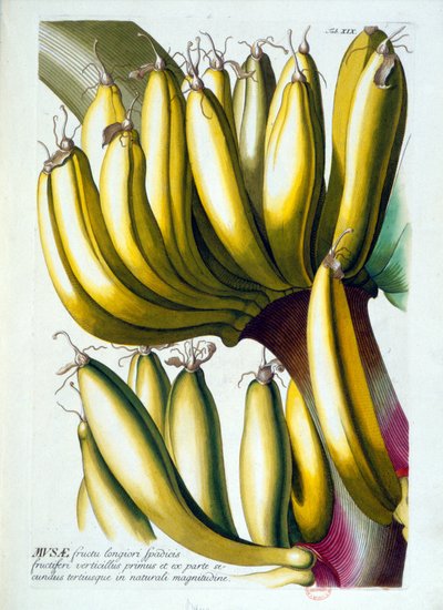 Kasvitieteellinen lauta: banaanien ruokavalio. n.d. 1800-luvulla. tekijältä Unknown artist