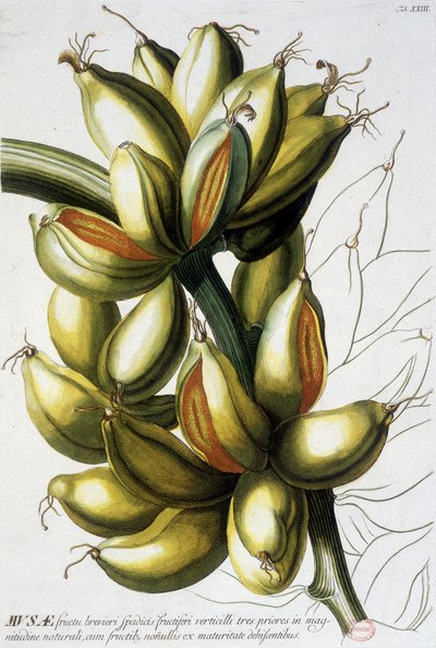 Kasvitieteellinen lauta: banaanit. n.d. 1800-luvulla. tekijältä Unknown artist