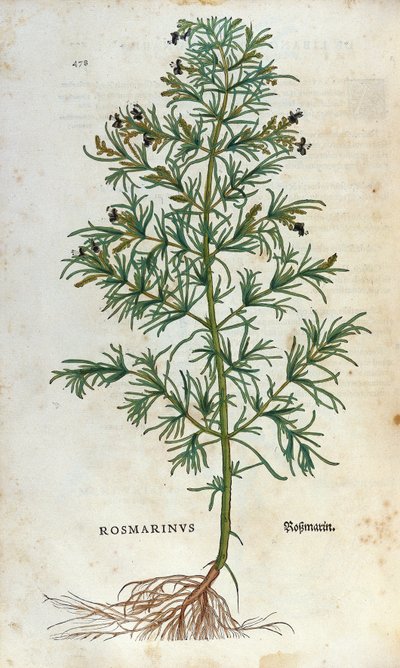 Kasvitieteellinen levy: rosmariini (rosmarinus). Lheonard Fuchsin herbaario, "" Historia Stirpium", Bale tekijältä Unknown artist