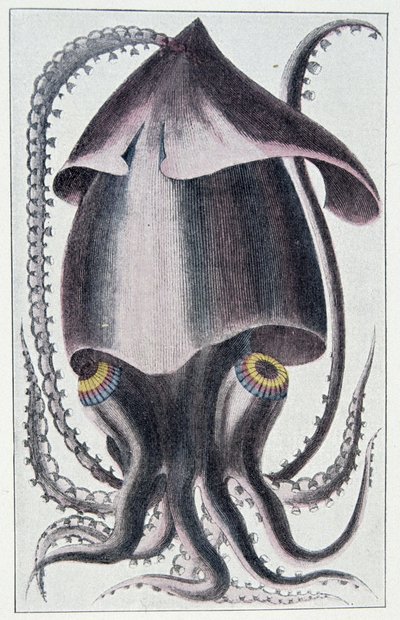 Brasilian kalmari - Denys Montfortin mukaan teoksessa "Nilviäisten yleinen ja erikoinen luonnonhistoria", Pariisi tekijältä Unknown artist