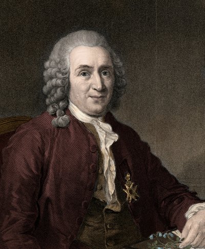 Carl Von Linne - kaiverrus - 1800-luku tekijältä Unknown artist