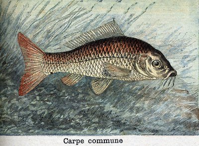 Carp Communal Kaiverrus vuodelta 1898 tekijältä Unknown artist