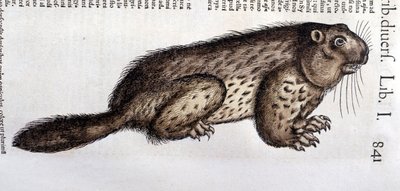 Castor - Conrad Gesnerin (1516 - 1565), Tigurin teoksessa "History of Animals" tekijältä Unknown artist
