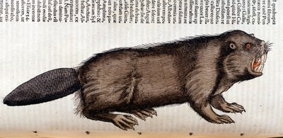 Castor - Conrad Gesnerin teoksessa "History of Animals", Tiguri tekijältä Unknown artist