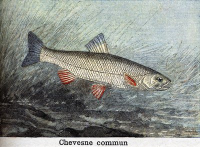 Chevense commun -kaiverrus vuodelta 1898 tekijältä Unknown artist
