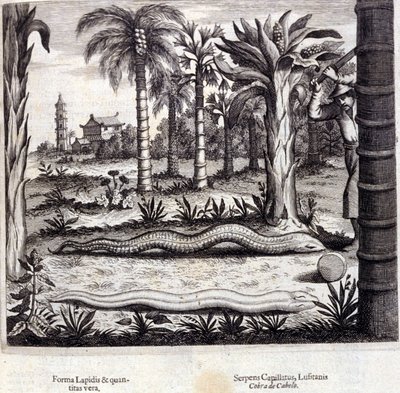 Kobra ja myrkyllinen käärme Intiasta. Athanasius Kircherin (1601 - 1680), jesuiitta, orientalisti ja saksalainen tutkija, "De China Monumenta", Amsterdam 1667. tekijältä Unknown artist