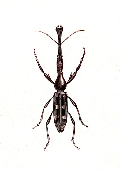 Coleoptera: Brenthus Temminchii tekijältä Unknown artist