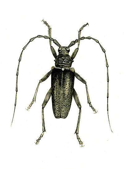 Coleoptera: Cerambyx heros tekijältä Unknown artist