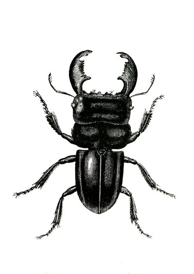 Coleoptera: Odontolarius giganteus tekijältä Unknown artist
