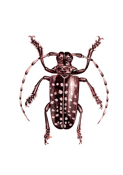 Coleoptera: Ophoptera Tollii tekijältä Unknown artist