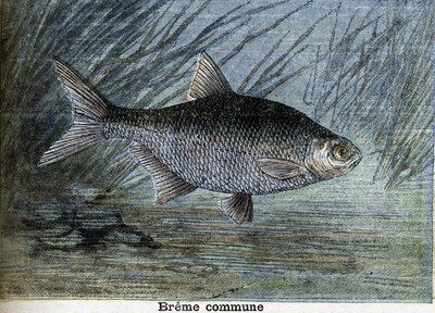 Tavallinen Breme. Kaiverrus vuodelta 1897 tekijältä Unknown artist