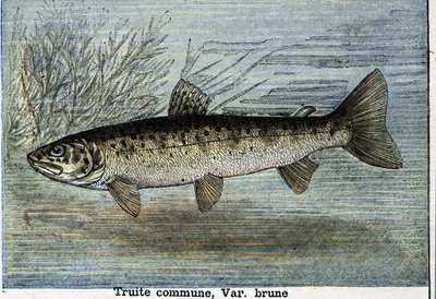Tavallinen taimen. Kaiverrus vuodelta 1897 tekijältä Unknown artist