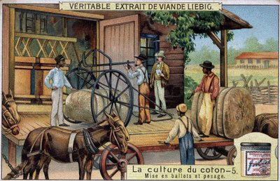 Puuvillan viljely: Paalit ja punnitus (USA) Liebig-kromolitografia 1800-luvulta tekijältä Unknown artist