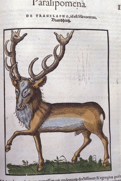 Hirvi Historia animaliumin jälkeen kirjoittanut Konrad Gesner, Tiguri tekijältä Unknown artist