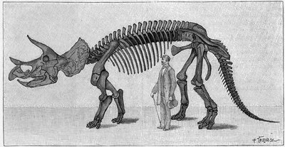 Dinosauruksen luuranko: "" Triceratops prorsus", maaliskuu. Kalliovuorten yläliitu. Jäljennös piirroksesta, jonka herra March toimitti Albert Gaudrylle instituutista. Kaiverrus "" La Nature: revue des sciences et de leurs applications aux ar tekijältä Unknown artist