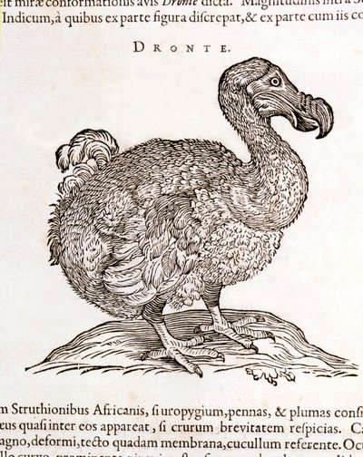 Dodo tai Dronte. Lintu katosi - William Pison teoksessa "Intian luonnollisista ja lääketieteellisistä asioista" Amsterdamissa tekijältä Unknown artist