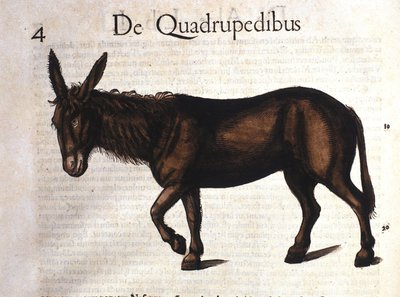 Conrad Gesnerin aasi Historia Animaliumista, Tiguri 1560 tekijältä Unknown artist