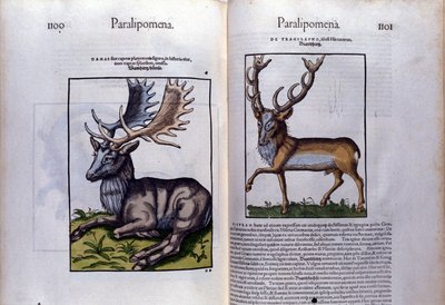 Kaksinkertainen hirvisivu Historia Animaliumissa, kirjoittanut Conrad Gesner (1516 - 1565), Tiguri tekijältä Unknown artist