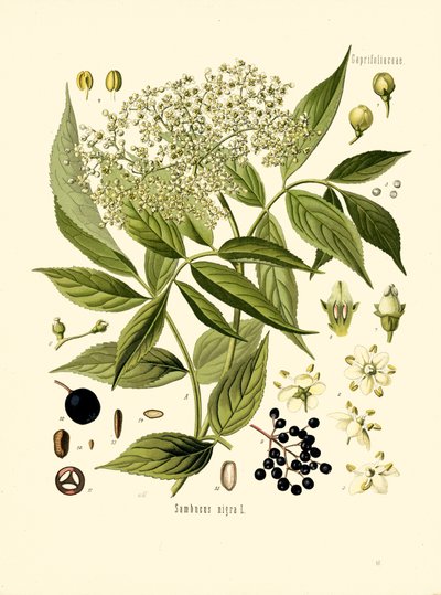 Elder Bore Tree (väri litho) tekijältä Unknown artist