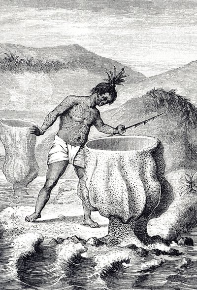 Kaiverrus, joka kuvaa erilaisia sieniä nimeltä Neptunuksen pikari (Thalassema Neptune) tekijältä Unknown artist