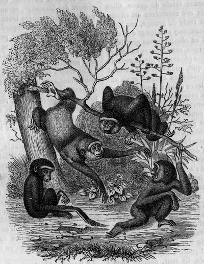 Kaiverrus, joka edustaa Intian Gibbons Hoolockia. tekijältä Unknown artist