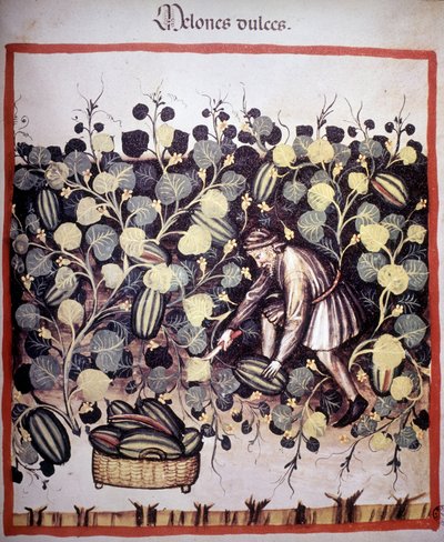 Kaiverrus, joka edustaa ”Tacuinum Sanitatisin” melonikokoelmaa. B.N, Wien. tekijältä Unknown artist