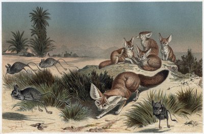 Fennec ou fox des sable du Sahara - Aavikkokettu (Vulpes zerda) - kaiverrus Alfred Edmund Brehmin (1829-1884) "" Brehmin elämästä eläinten elämästä" tekijältä Unknown artist
