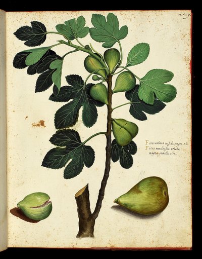 Viikuna ja viikunanoksa Kasvitieteellinen taulu luonnonhistorian vaelluksesta hedelmien ja vihannesten päällä. Ulisse Aldrovandi fonds, Bibl. Universitaire, toim. 1603. tekijältä Unknown artist