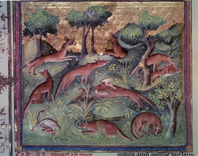 Kettu metsästää siipikarjaa. Miniatyyri Gaston Phoebusin (1331-1391) käsikirjoituksesta "" Le livre de la chasse"" (folio 34v) dit Gaston III Comte De Foix tekijältä Unknown artist