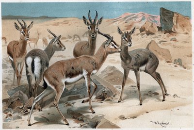 Gazelle - kaiverrus Alfred Edmund Brehmin (1829-1884) "" Brehmin elämästä eläinten elämästä" tekijältä Unknown artist