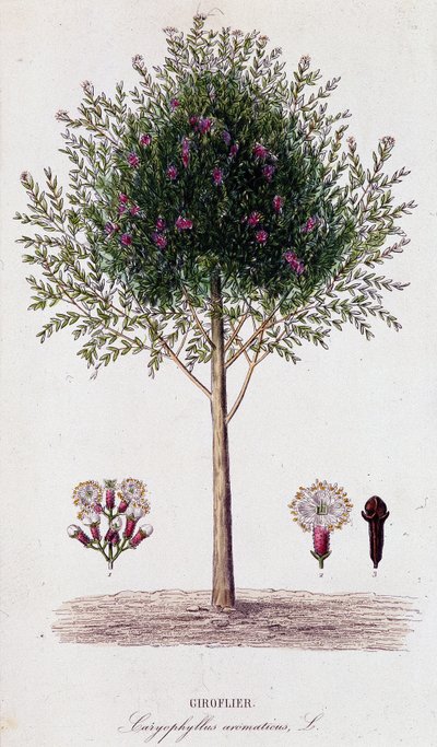 Girofus (Caryophyllus aromaticus) tekijältä Unknown artist