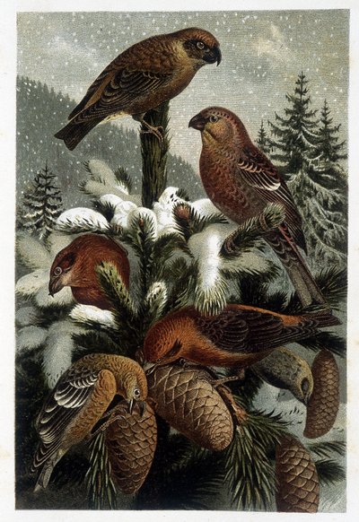 Mäntymetsien härkä ja risteilyt (Bouvreuils) - teoksessa "La vie des animaux", kirjoittanut A. E. Brehm, Torino tekijältä Unknown artist