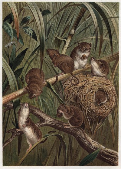 Harvest rotta (tai kääpiöhiiri) - Euraasialainen sadonkorjuuhiiri (Micromys minutus) - kaiverrus Alfred Edmund Brehmin (1829-1884) "" Brehmin elämästä eläinten elämästä" tekijältä Unknown artist