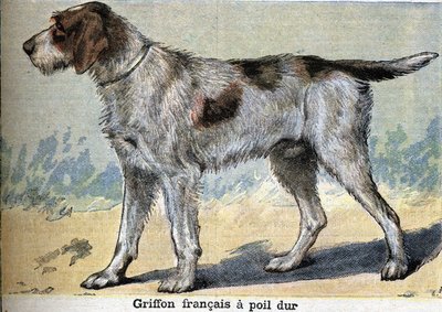 Metsästyskoira: Griffon francais kovakarvainen tekijältä Unknown artist