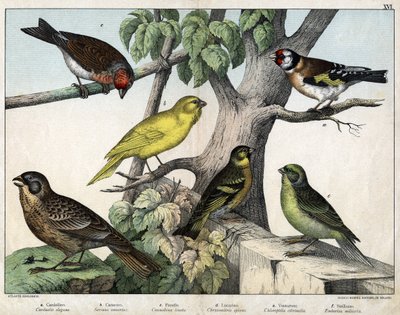 Kuvitus teokseen "Natural History of birds", toim. Hoepli, Milano. tekijältä Unknown Artist