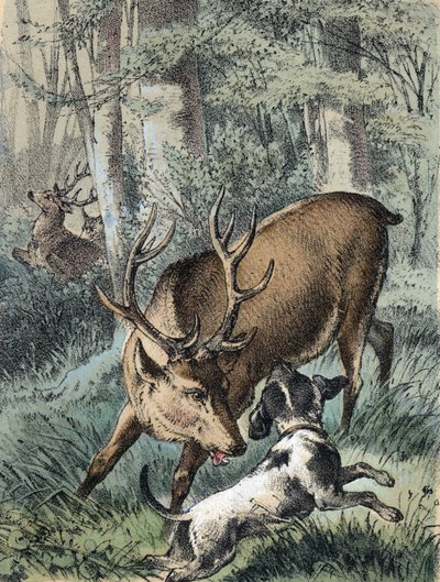 Kuva Franz Hoffmannin tarinoista "" Tarinoita ja tarinoita - "" 2 peuraa"": yksi peura juoksee karkuun ja toinen taistelee koiran kanssa. 1800-luvun kromolitografia. tekijältä Unknown artist