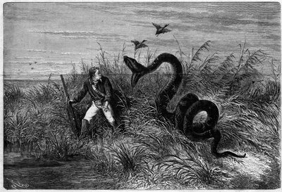 Tapahtuma ankanmetsästyksen savannilla. Ote Fregaten kapteenin Frederic Bouyerin kappaleesta "Matka Ranskan Guayanaan". Kaiverrus "" L