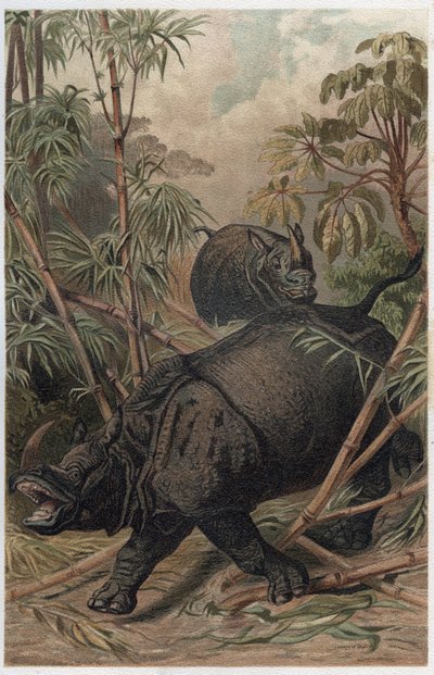 Intian sarvikuono - Intian sarvikuono (Rhinoceros unicornis) - kaiverrus Alfred Edmund Brehmin (1829-1884) teoksesta "" Brehm