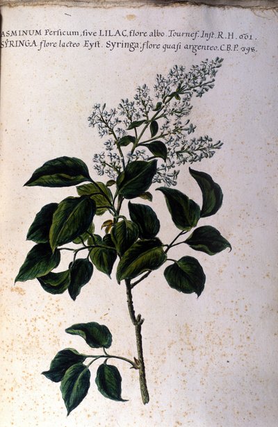 Jasmiinin oksa. Lautas 1600-luvun herbaariosta tekijältä Unknown artist