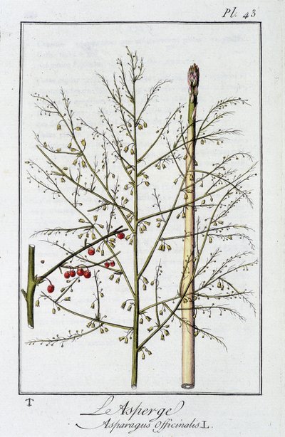 Parsa (Asparagus Officinalis) - julkaisussa "Kasvitieteellinen harjoitus kauppiaiden käyttöön", toimittanut J.C. Philibert, Imprimerie de Crapelet, Paris tekijältä Unknown artist