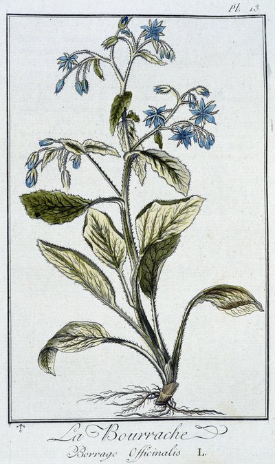 Purasruoho (Borago Officinalis) - teoksessa "Kasvitieteellinen harjoitus kauppiaiden käyttöön", kirjoittanut J.C. Philibert, Imprimerie de Crapelet, Paris tekijältä Unknown artist