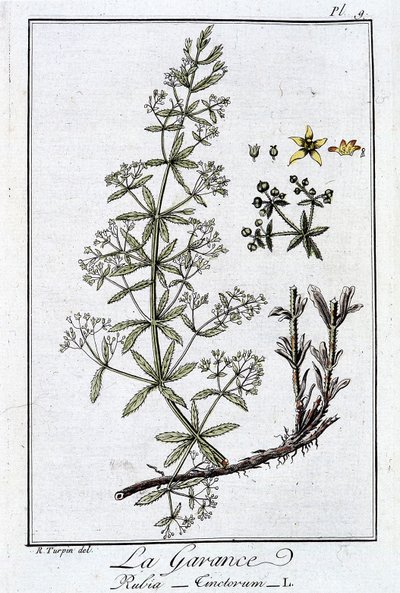 La Garance (Rubia Tinctorum) - teoksessa "Kasvitieteellinen harjoitus kauppiaiden käyttöön", kirjoittanut J.C. Philibert, Imprimerie de Crapelet, Paris tekijältä Unknown artist