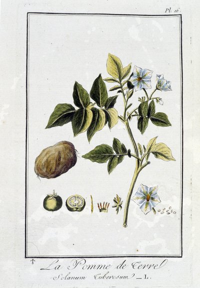 La Potato (Solanum Tuberosum) - teoksessa "Kasvitieteellinen harjoitus ja kaupankäyntiharjoitukset", kirjoittanut J.C. Philibert, Imprimerie de Crapelet, Pariisi tekijältä Unknown artist